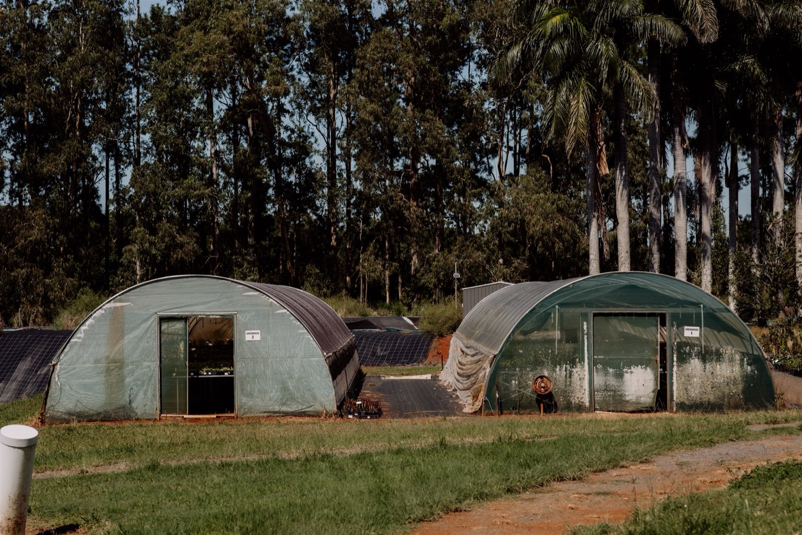 Poly-tunnel greenhouses where Florafolia grows its specialist plant lines