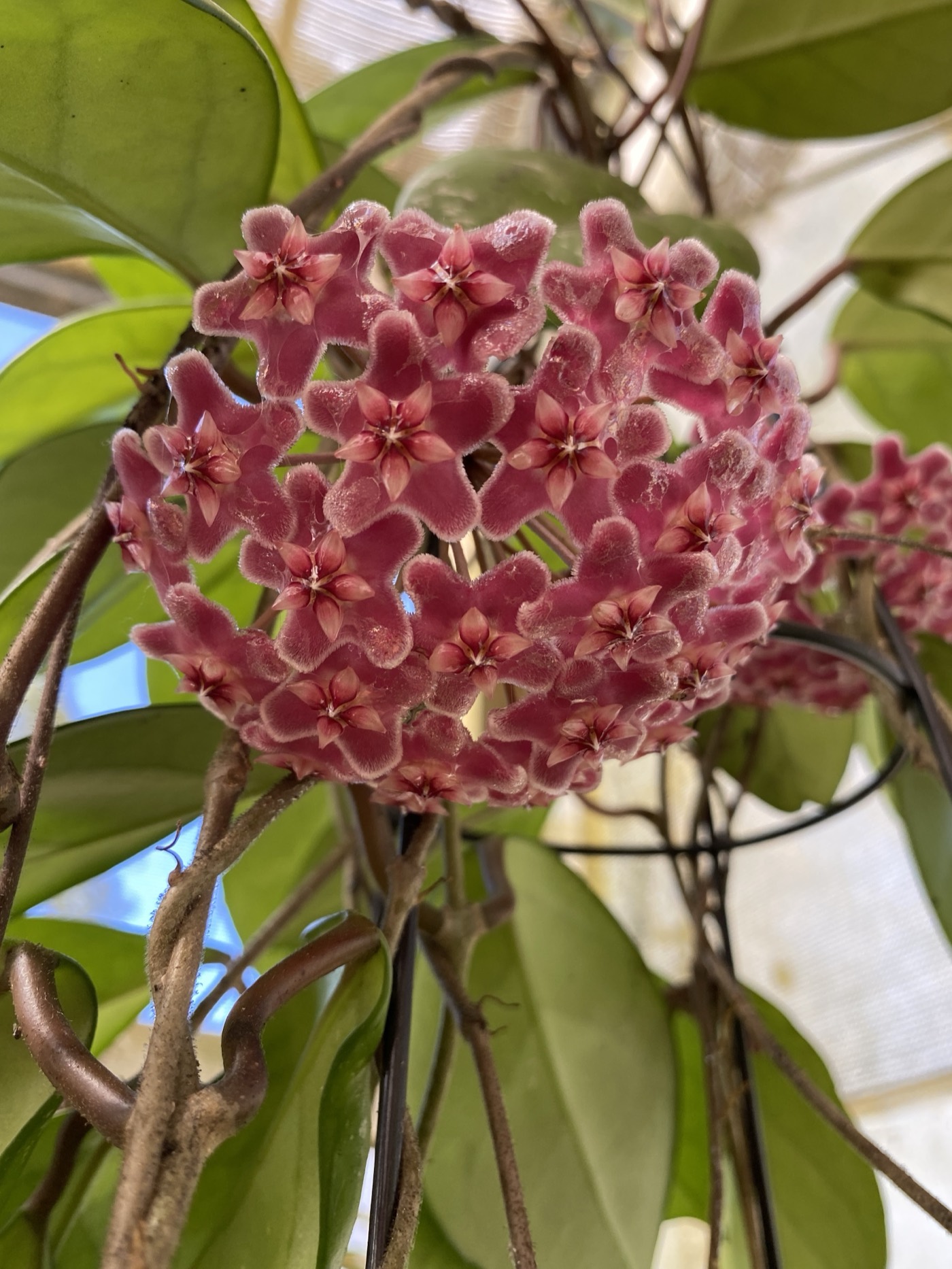 Hoya in flower, one of the specialist lines grown at volume