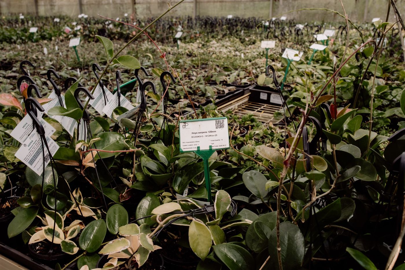 Trays of the Hoya 100mm Collection in production at the nursery