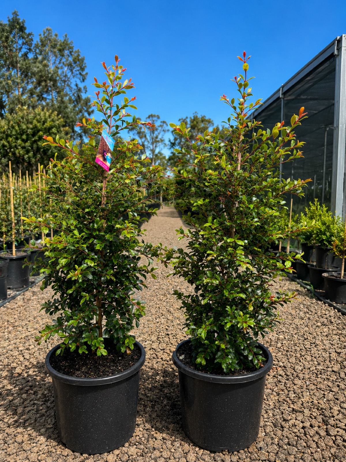 Advanced screening stock grown on in 300mm pots