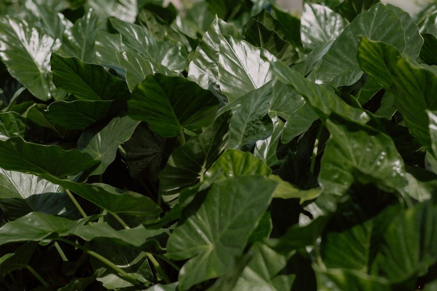Alocasia