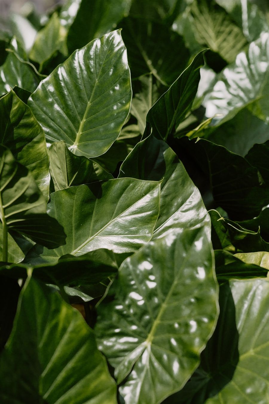 Ficus