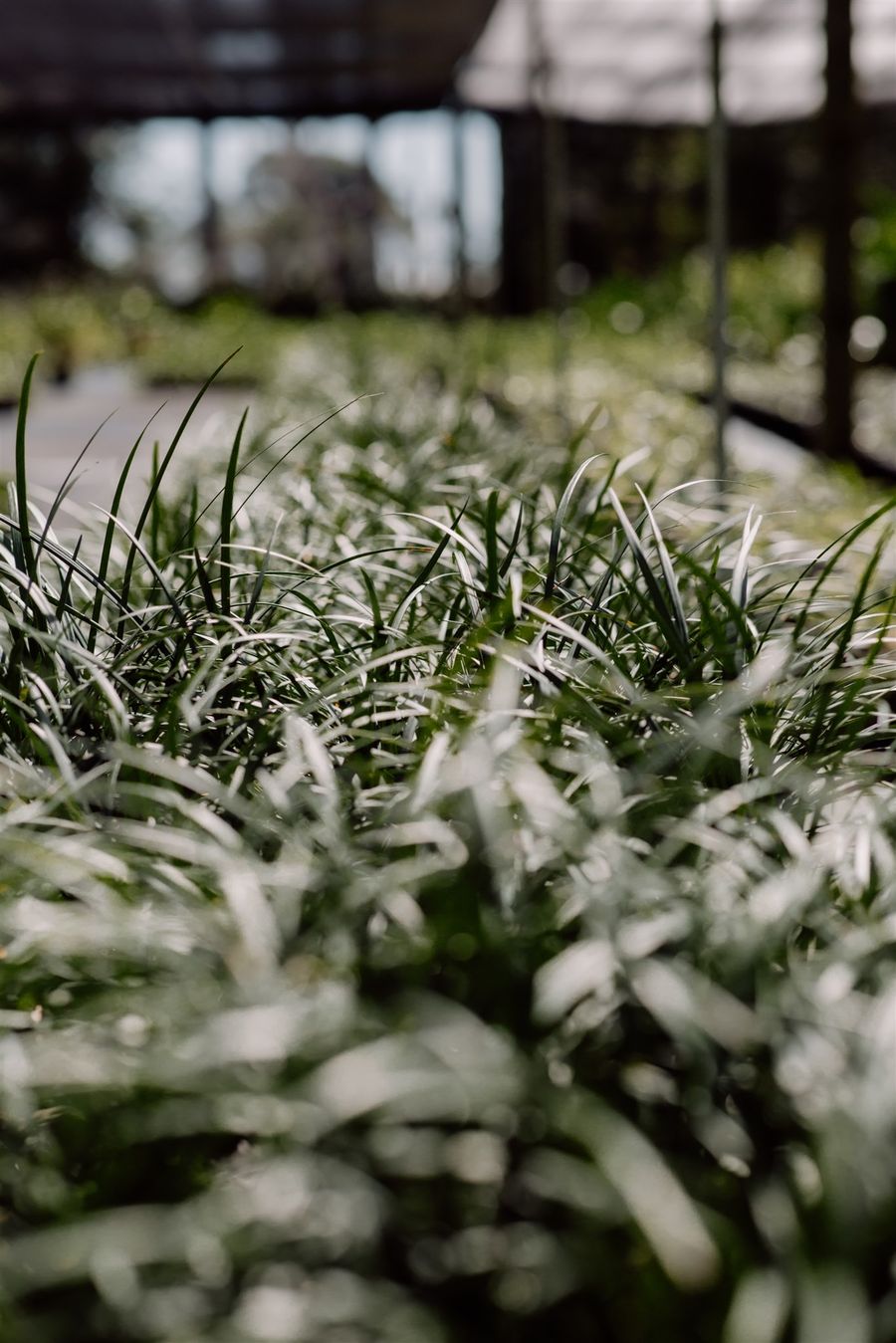 Lomandra