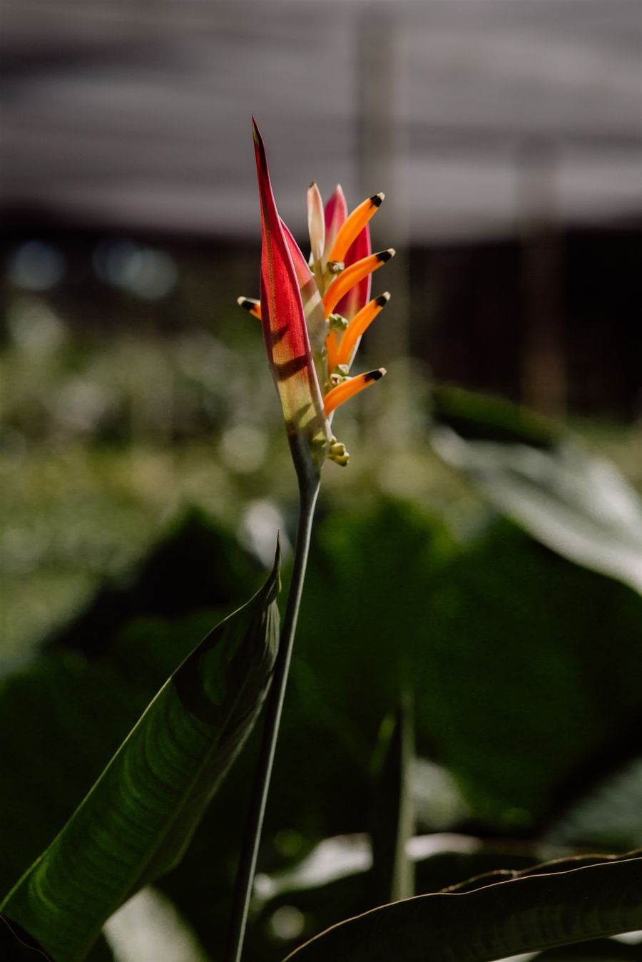 Heliconia