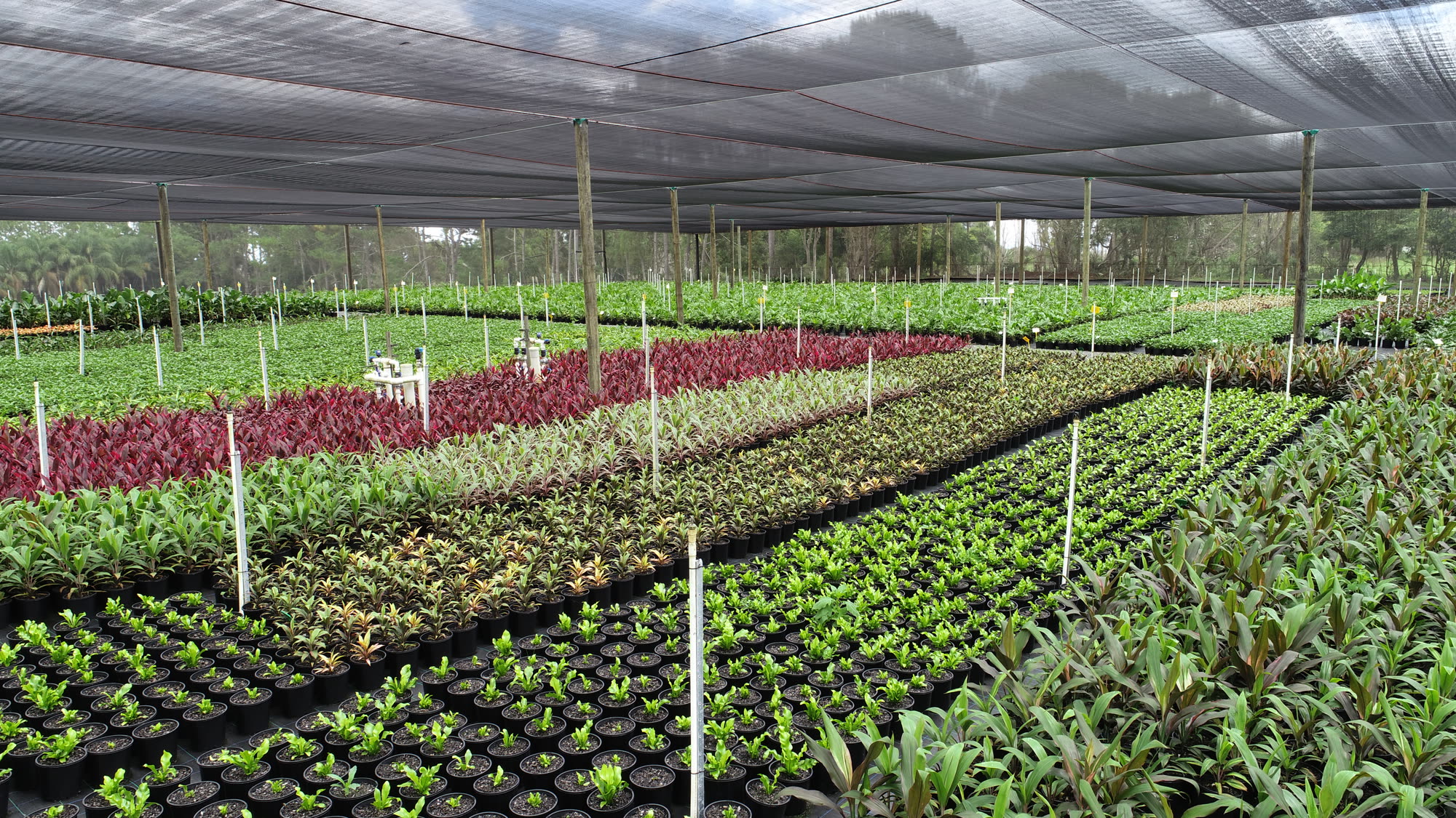 Aerial view of production rows and shade houses at the nursery
