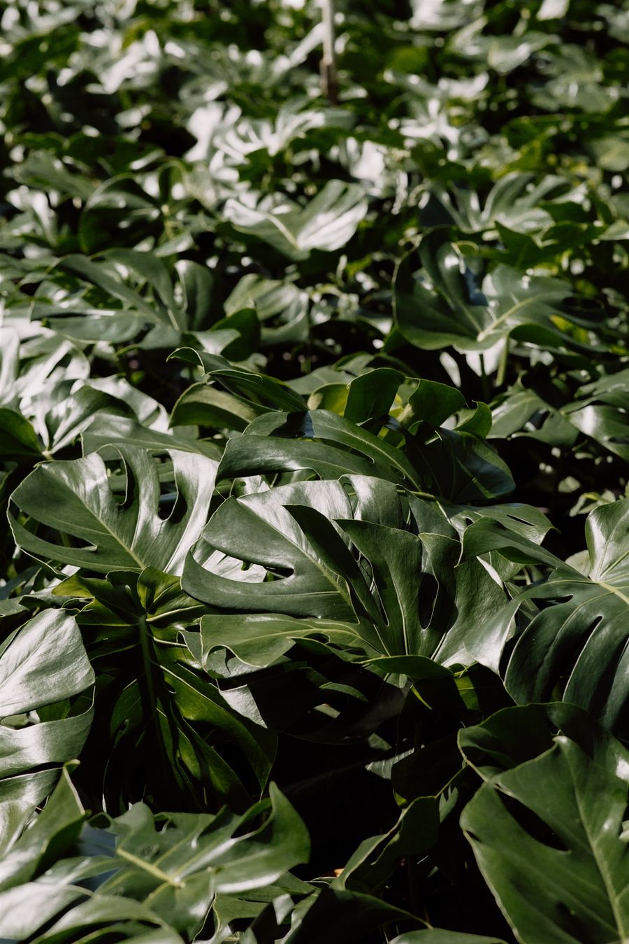 Monstera deliciosa