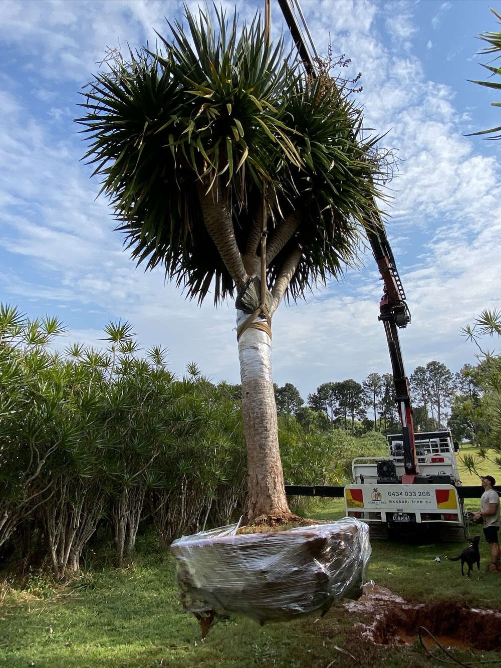 An advanced Dracaena draco dragon tree lifted into place by crane, root ball wrapped