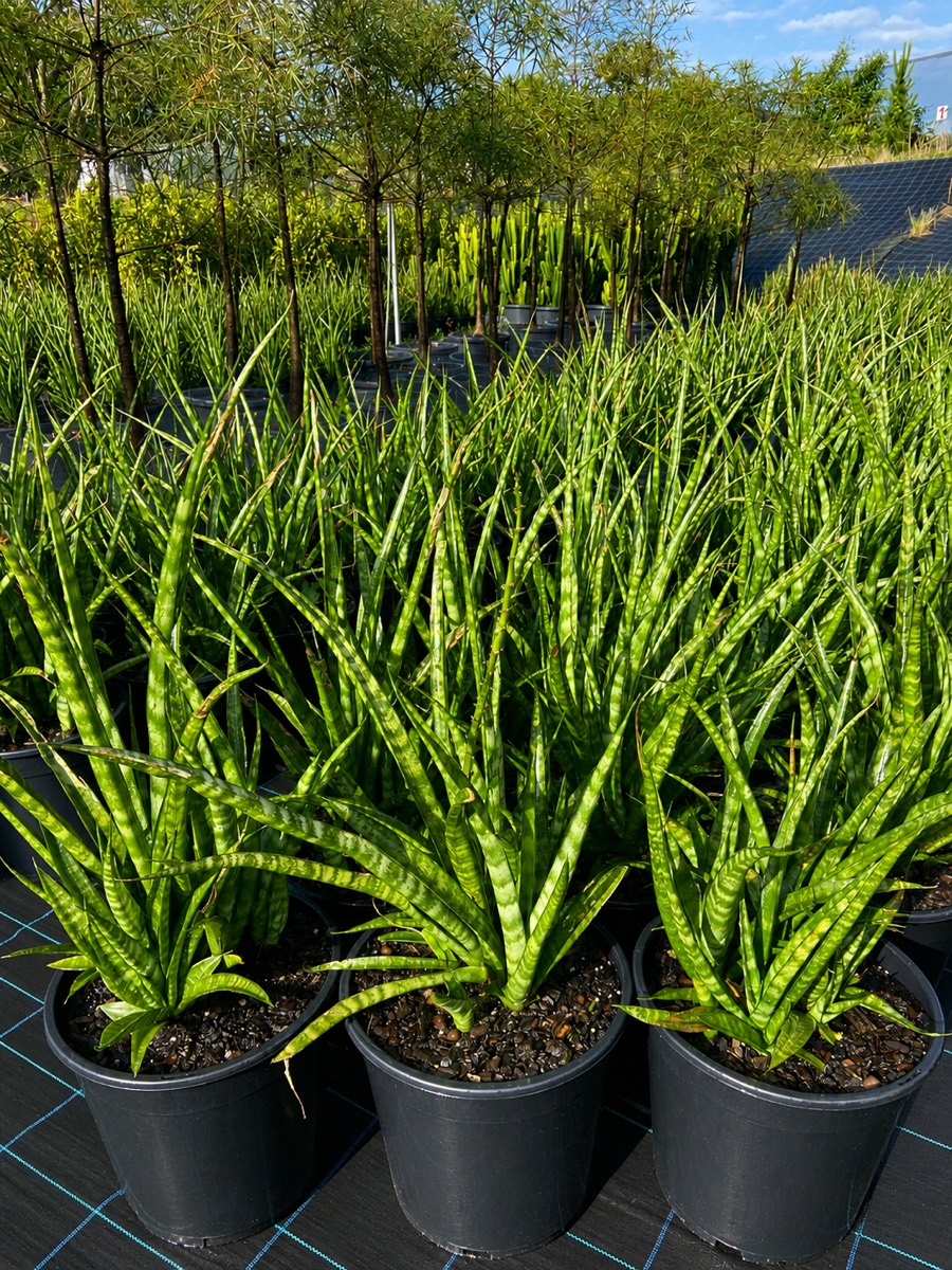 Sansevieria finished and graded, ready for the shelf