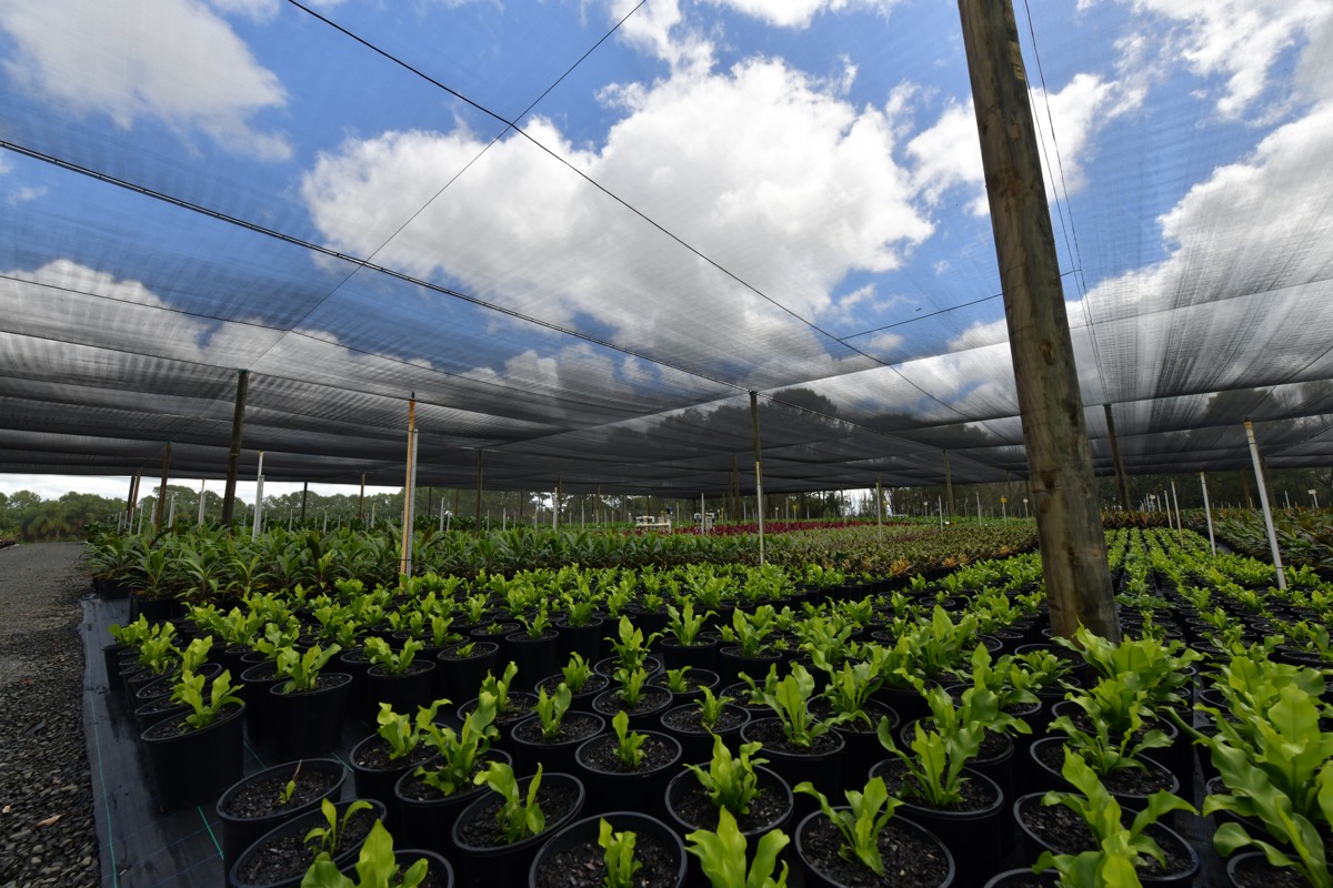 Young stock grown on under shade cloth