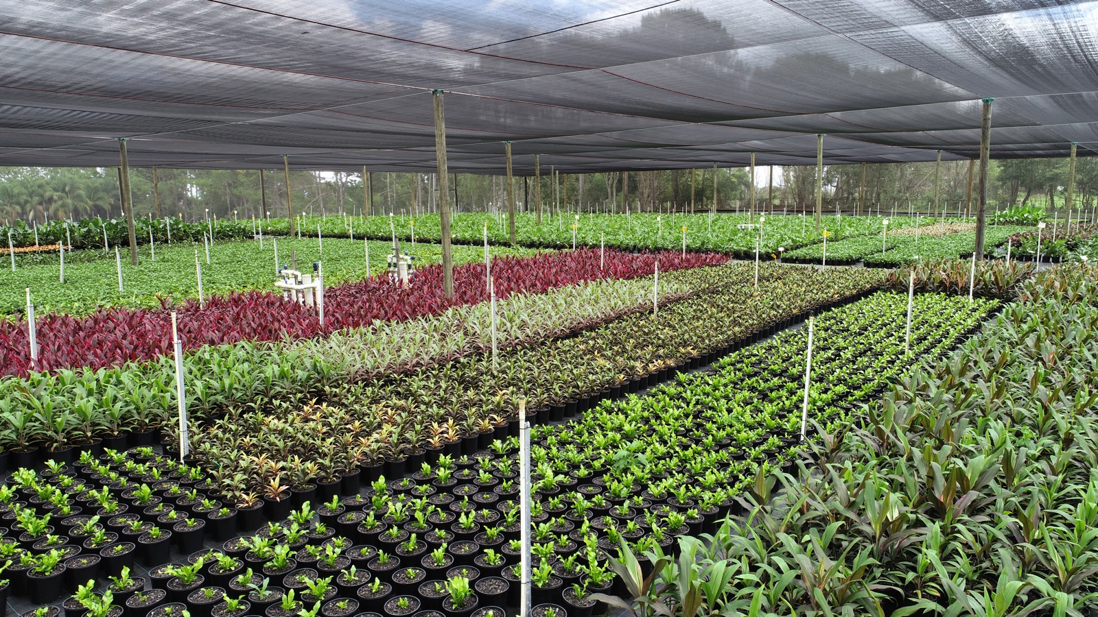 Accredited production rows under shade house